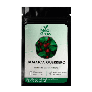 IMG_Jamaica_GuerreroV_1 Jamaica Guerrero – Semilla Premium seleccionada por MexiGrow