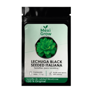 Lechuga Black Seeded Simpson Italiana – Semilla Premium seleccionada por MexiGrow