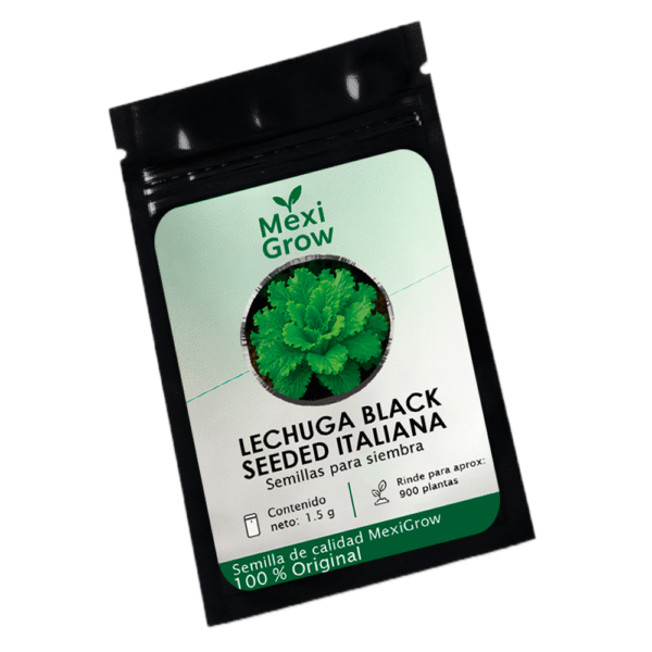 IMG_Lechuga_Black_Seeded_Simpson_ItalianaV_4 Lechuga Black Seeded Simpson Italiana – Semilla Premium seleccionada por MexiGrow