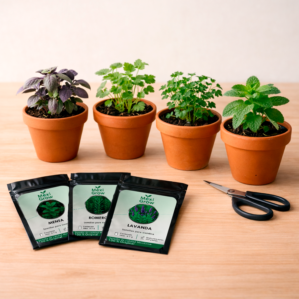 Tomillo – Semilla Premium seleccionada por MexiGrow