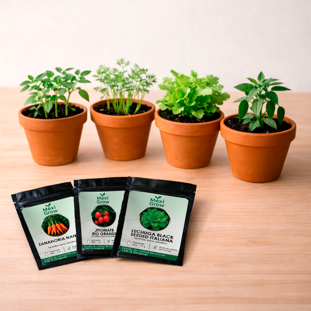 Calabaza Redonda Zucchini Round Westar – Semilla Premium seleccionada por MexiGrow